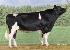 Raca: holandes preto e branco (leite) rgd: ax-125.